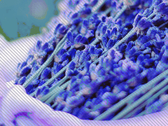 Delphinium to Lavender