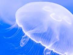 이 소월 | XX | 19