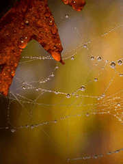 절기록 3장: 백로- 해를 밀어내며 미끄러진 이슬