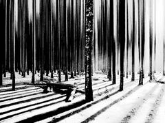 перекати-поле