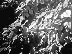 2087 한국영화 톺아보기