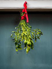 첫눈, 유성우, 겨우살이