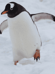 과과캐자프로필집