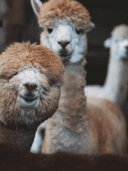 과과캐자프로필집(제출용)