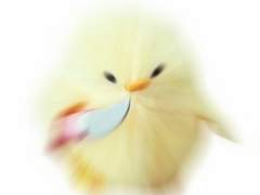 병아리 가이드 4화