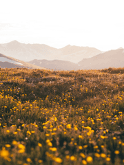 테스타먼트-발레리오델마르소