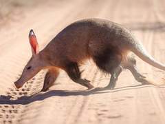 메이에일 / 나이 / XX / 도굴꾼