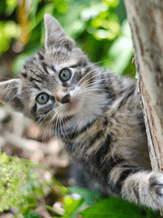 꽃미남 고양이 코코