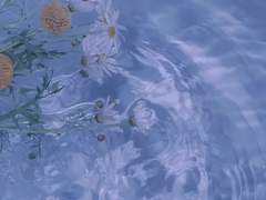 시에라 렌 캐번디시