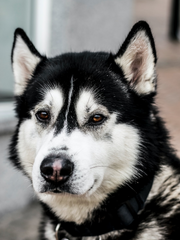 내겐 너무 댕댕이 같은 그