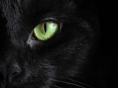 개냥아치 가이드 17.9 (TALK)