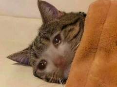 왕 개굴이들아…