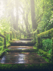 취록의 플로리아