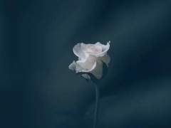 헤스티아 프로필