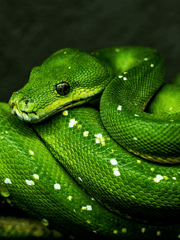 이세게에 환생한 사천당가 천하제일인