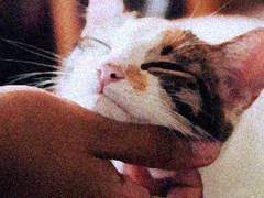 [잭웬우] 허락이거나 부탁이거나