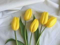 こごおり どうどう / XX