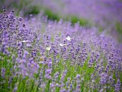 [ 펄기아, 노보리 / 단편] 이방인을 사랑한 신