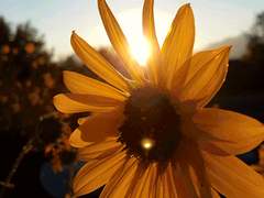 [탑건/매브아이스] Sunflower