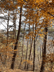 그림자숲 이야기