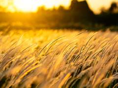 (닌자고)메아리