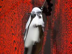 ??? .무성.320. 홍역귀