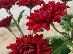 꽃에는 벌이 따라오는 법