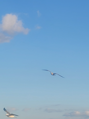 그 인간과의 썸씽