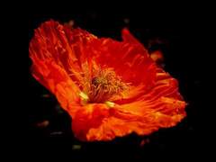 서화 / XX / 인간