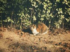 +110, 111 갓구운 어니언링은 존엄하다