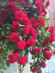 [은혼 드림/상황문답] "같은 색으로 물들고 싶어(요)" + {외전}