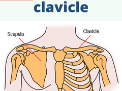 clavicle