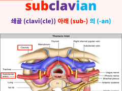 subclavian (subclavian artery)