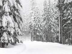 솔부 트립 더 라잇 판타스틱