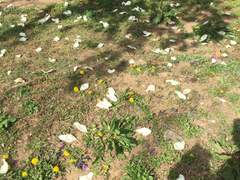 [은혼 드림/상황문답] '털썩-'