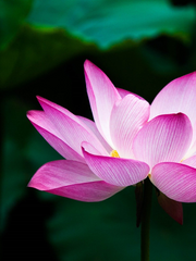 로드 오브 히어로즈 (非소설)