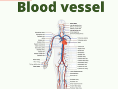 혈관