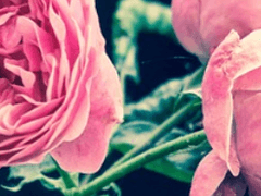 햇볕은 천천히 들기 시작하고.