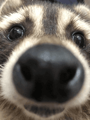 내 남자친구는 너구리