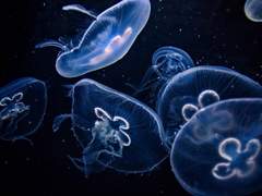 그 겨울날, 급행열차에서 만나자!