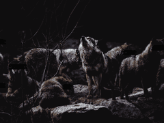 짐승은 애도하는 법을 모른다