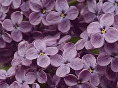 첫사랑; 라일락 소녀