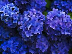 [ 레이첼 카터 / XY / 슬리데린 / 순혈 ]