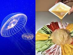 해파리 피피 댄스