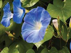 [TS] 더없는 사랑, 덧없는 사랑