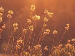 그레빌레아 로부티스타 / 17 / 천사