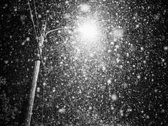 크리스마스의 개들