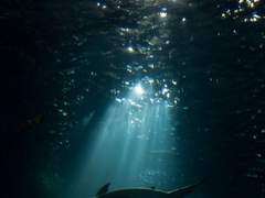 부레가 없는 이에게 하이케이