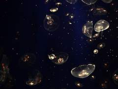 𝚛𝚎𝚍𝚎𝚖𝚙𝚝𝚒𝚘𝚗