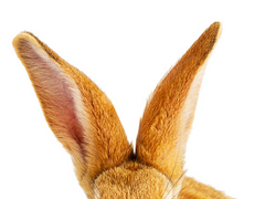 왜 토끼는 계속 귀를 움직이는가.